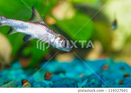 Bala shark fish Bala shark fish 119327691