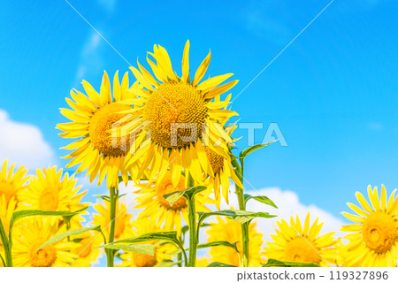 A sunflower blooming towards the sky 119327896