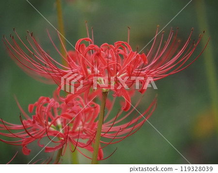 red spider lily 119328039