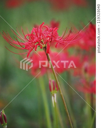 Cluster amaryllis blooming in autumn field 119328040