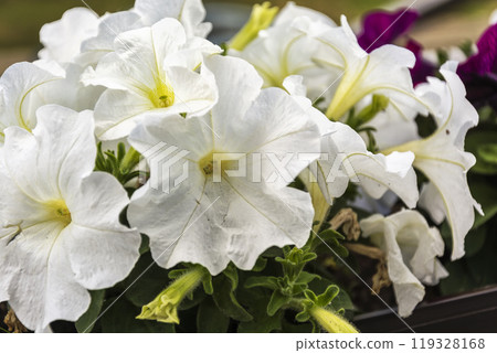 White flowers of petunia White flowers of petunia 119328168