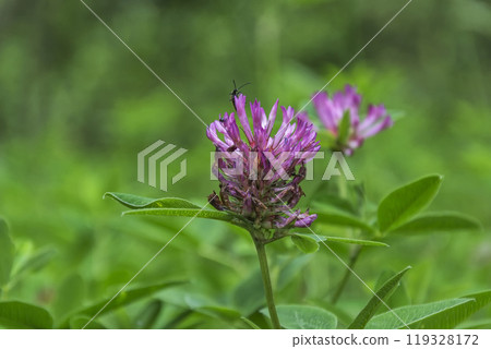 Close-up of a white and pink clover flower. White-pink clover flower close-up 119328172
