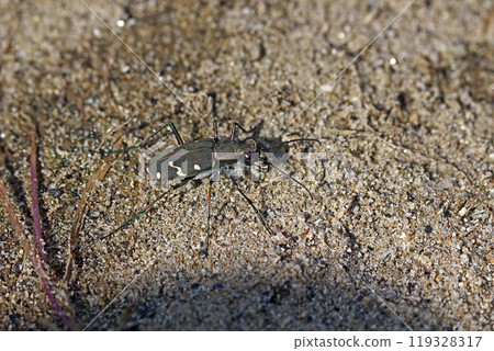 Japanese tiger beetle Cicindela transbaicalica Japanese tiger beetle Cicindela transbaicalica 119328317