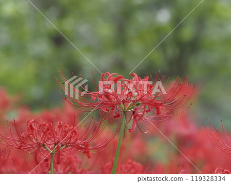 紅叢孤挺花在綠樹中閃閃發光 紅叢孤挺花在綠樹中閃閃發光 119328334