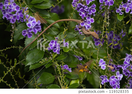 木蜂和日本蛇 木蜂和日本蛇 119328335