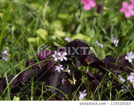 Oxalis flowers blooming in the field 119328383