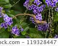 日本蛇吃紫色的花 119328447