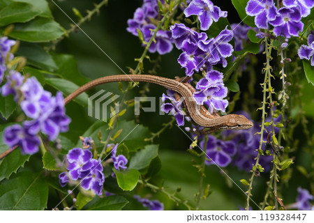 日本蛇吃紫色的花 日本蛇吃紫色的花 119328447