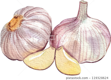garlic italian food,watercolor painting hand-drawn illustration 119328624