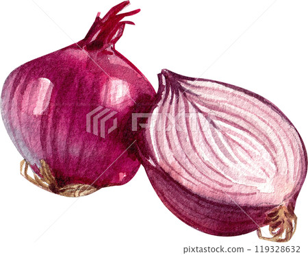 shallots italian food,watercolor painting hand-drawn illustration shallots italian food,watercolor painting hand-drawn illustration 119328632