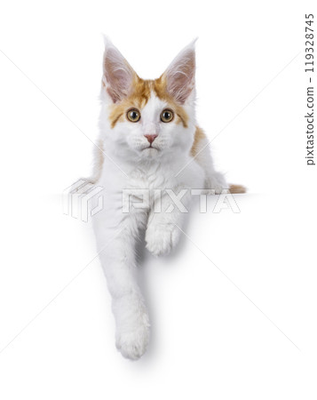 Maine Coon cat on white background 119328745