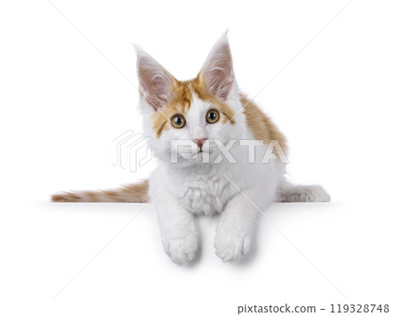 Maine Coon cat on white background Maine Coon cat on white background 119328748