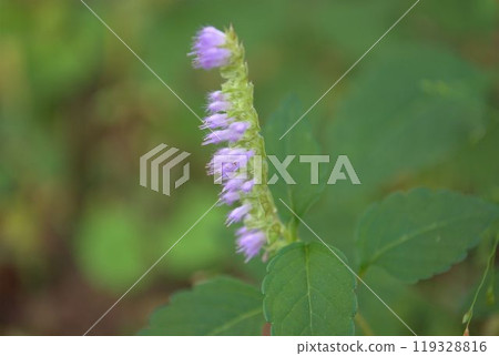 Naginata Kojiu 119328816