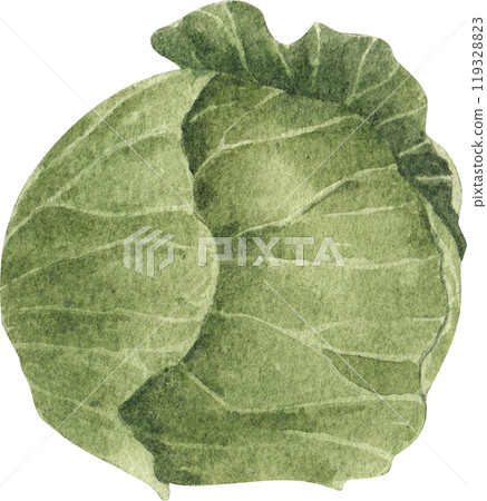 cabbage, hand-drawn watercolorpainting illustration 119328823