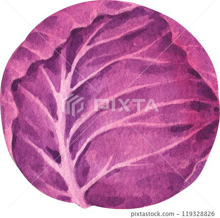 purple cabbage, hand-drawn watercolorpainting illustration purple cabbage, hand-drawn watercolorpainting illustration 119328826