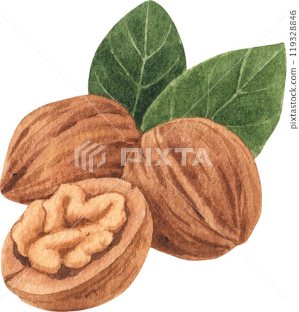 walnuts, hand-drawn watercolorpainting illustration 119328846