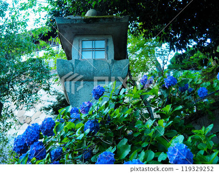 繡球寺參道上盛開的繡球花 119329252