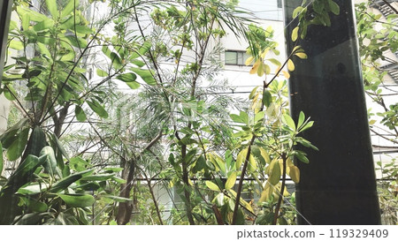 植物觀 119329409