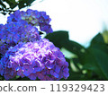 Blue hydrangea 119329423