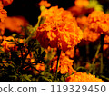 Blooming orange marigold flowers 119329450
