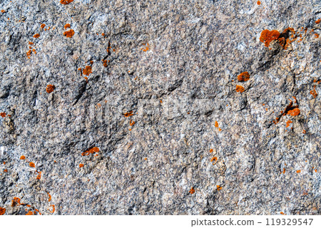 Colored lichen on stone top view, texture of light stone with colorful bright mold 119329547