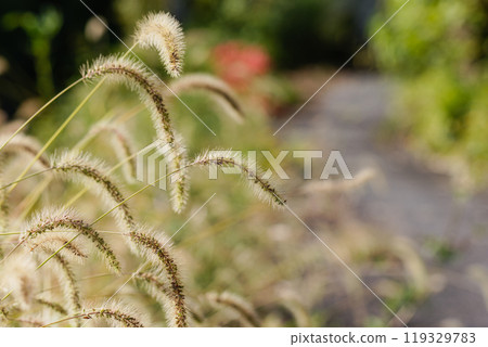 秋天的Enokorogasa 119329783