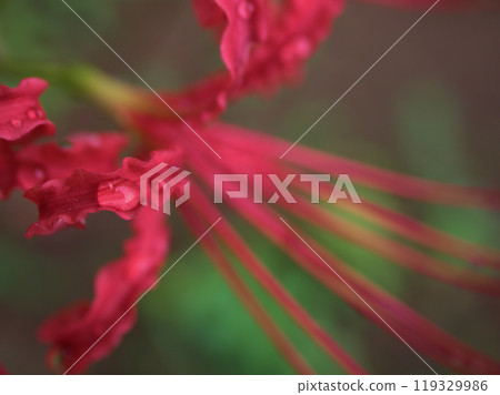 Red Chinese spider lilies blooming in rainy September Red Chinese spider lilies blooming in rainy September 119329986