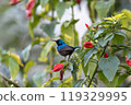 A Colorful, Vibrant Hummingbird Nestled Comfortably Among Bright, Colorful Flowers 119329995