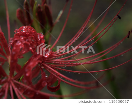 紅色彼岸花在多雨的九月綻放 119330037