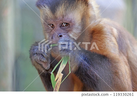 Tufted capuchin monkey 119330261