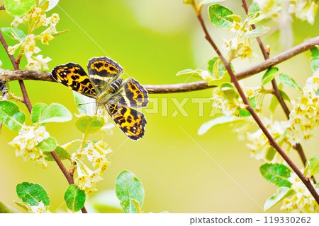 A small swallowtail butterfly visiting the white flowers of autumn quince 119330262