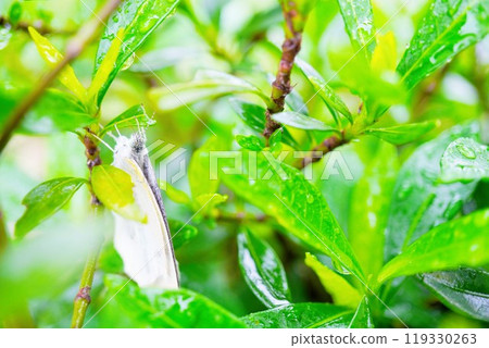 A soaked cabbage white butterfly with water droplets on its wings hiding behind the leaves of a gardenia in the rain 119330263