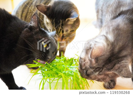 Three cute cats gathered indoors eating cat grass Three cute cats gathered indoors eating cat grass 119330268