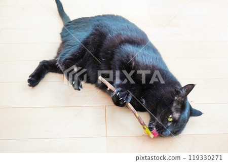 一隻可愛的黑貓趴在地板上，熱情地拿著一根奇異果樹枝舔著。 119330271
