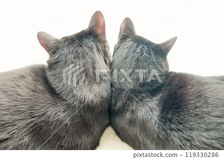 The back of the head of two black cats relaxing in symmetrical poses The back of the head of two black cats relaxing in symmetrical poses 119330286