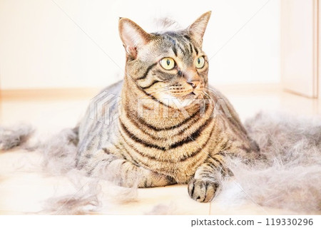 A brown cat sitting on a floor indoors amidst a lot of shed hair, an image of the spring shedding season A brown cat sitting on a floor indoors amidst a lot of shed hair, an image of the spring shedding season 119330296