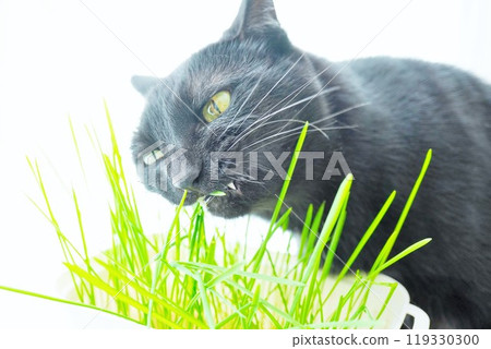 A black cat biting cat grass enthusiastically on a white background A black cat biting cat grass enthusiastically on a white background 119330300