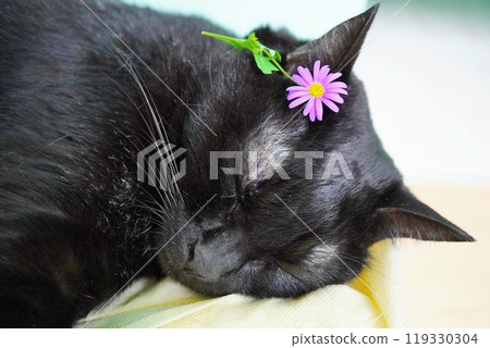 Cute black cat sleeping on the sheets with a purple flower on its head Cute black cat sleeping on the sheets with a purple flower on its head 119330304