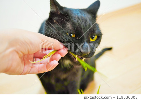 Black cat eating cat grass from woman's hand indoors Black cat eating cat grass from woman's hand indoors 119330305