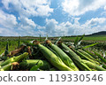 Freshly picked corn from Hokkaido 119330546