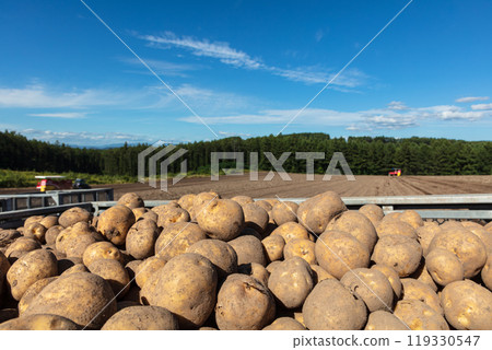 Delicious fresh potatoes from Hokkaido Delicious fresh potatoes from Hokkaido 119330547