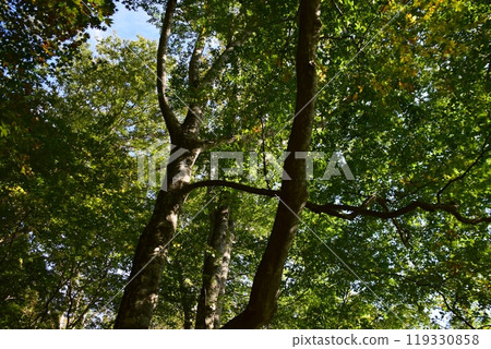Mt. Koshi in Autumn 119330858