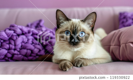 Siamese cat with striking blue eyes resting on a colorful surface in a cozy indoor setting 119330922