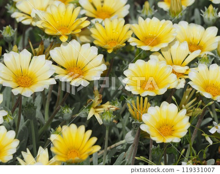 雜色菊花壇 雜色菊花壇 119331007