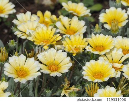 雜色菊花壇 雜色菊花壇 119331008