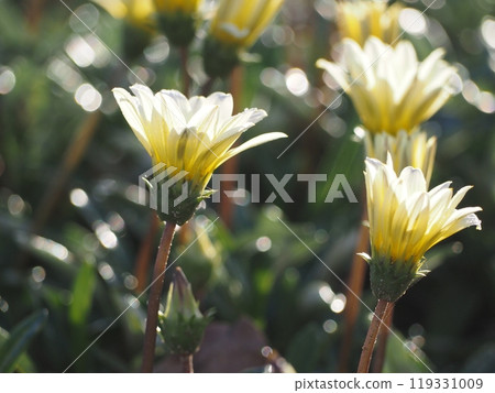 雜色菊花壇 雜色菊花壇 119331009