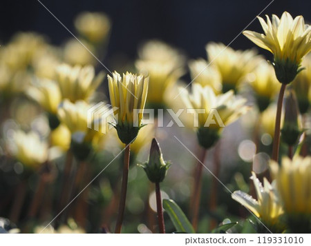 雜色菊花壇 119331010