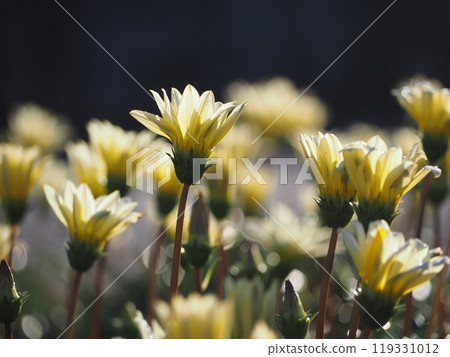 雜色菊花壇 雜色菊花壇 119331012