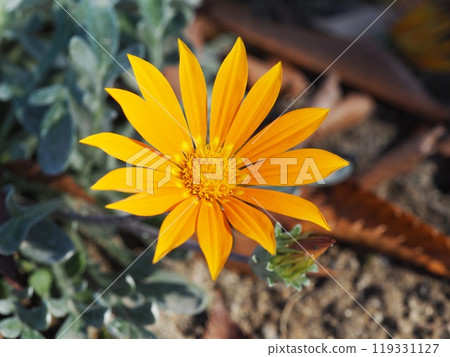 橙色花雜色菊 橙色花雜色菊 119331127
