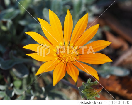 橙色花雜色菊 119331128